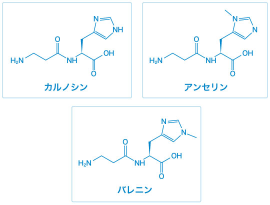 カルノシン、アンセリン、バレニンの構造式
