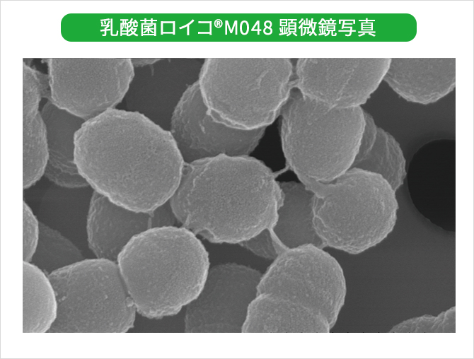 乳酸菌ロイコ®M048株顕微鏡写真